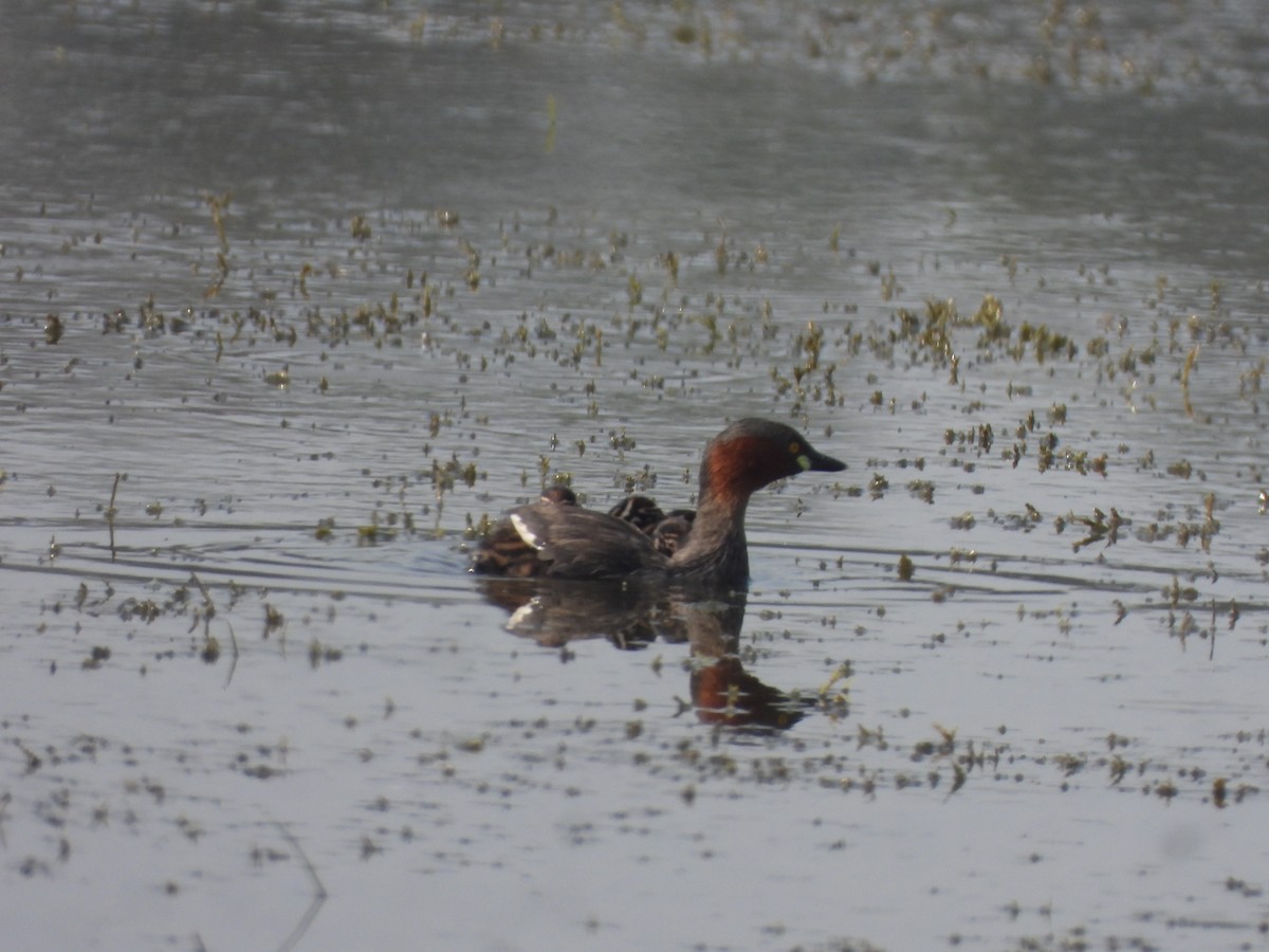 小鸊鷉 - ML645639202