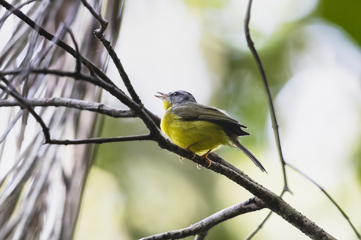 Golden-crowned Warbler - ML645639203