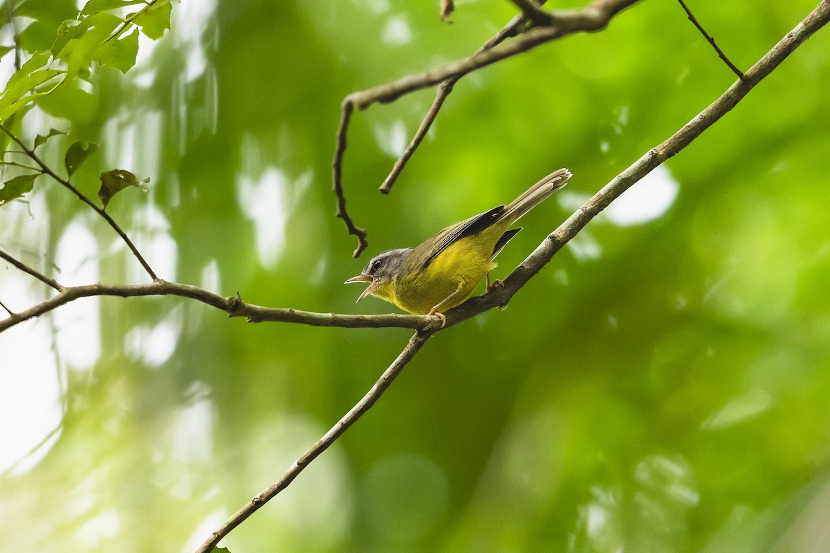 Golden-crowned Warbler - ML645639204