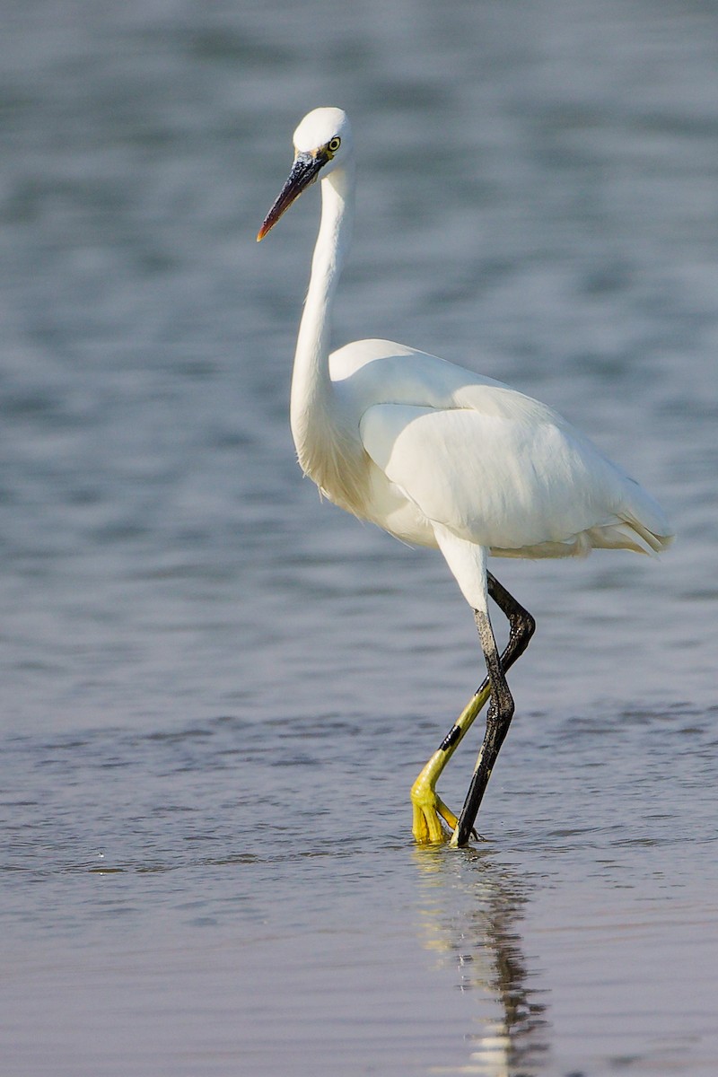 Western Reef-Heron - ML645639205