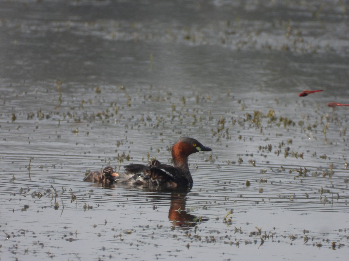 小鸊鷉 - ML645639206