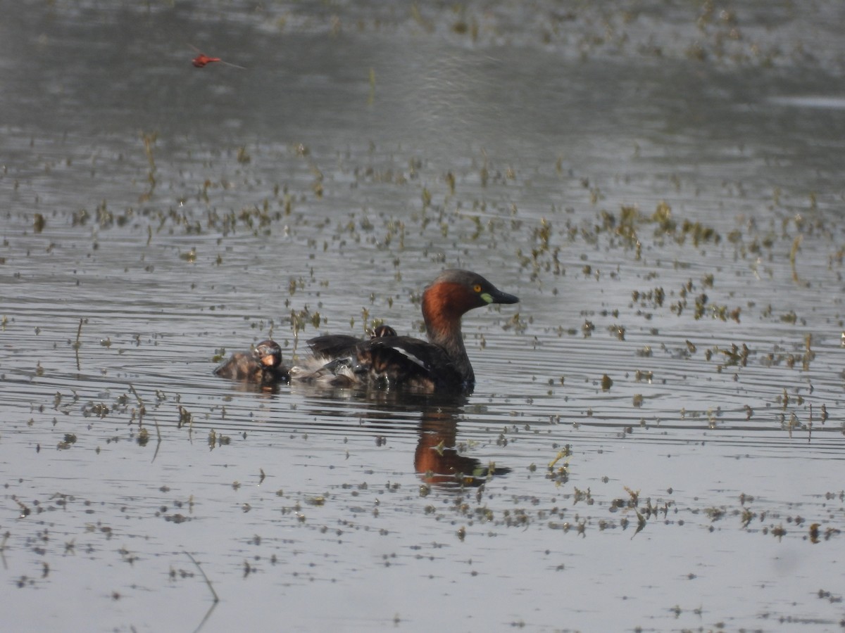 小鸊鷉 - ML645639208