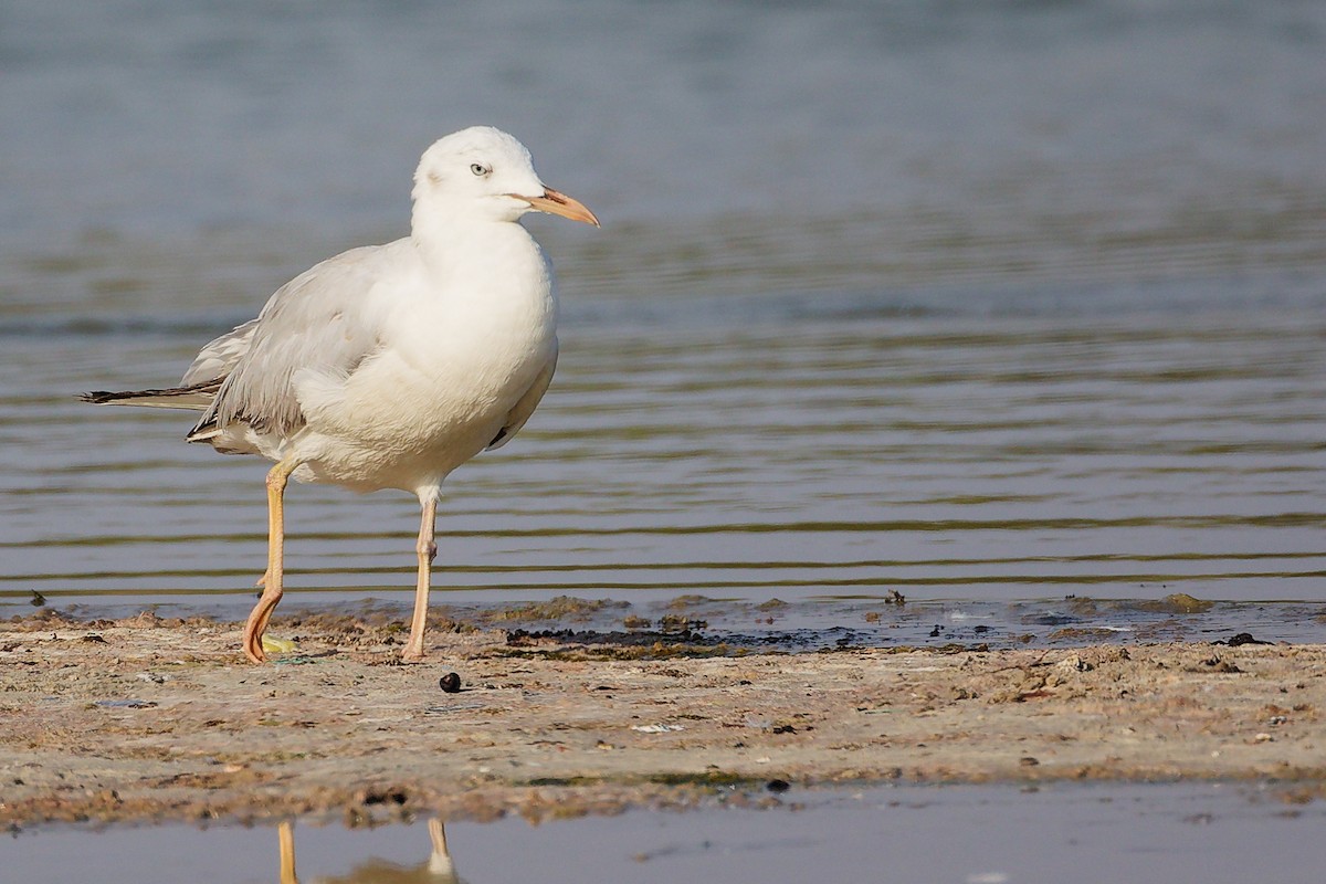 細嘴鷗 - ML645639209