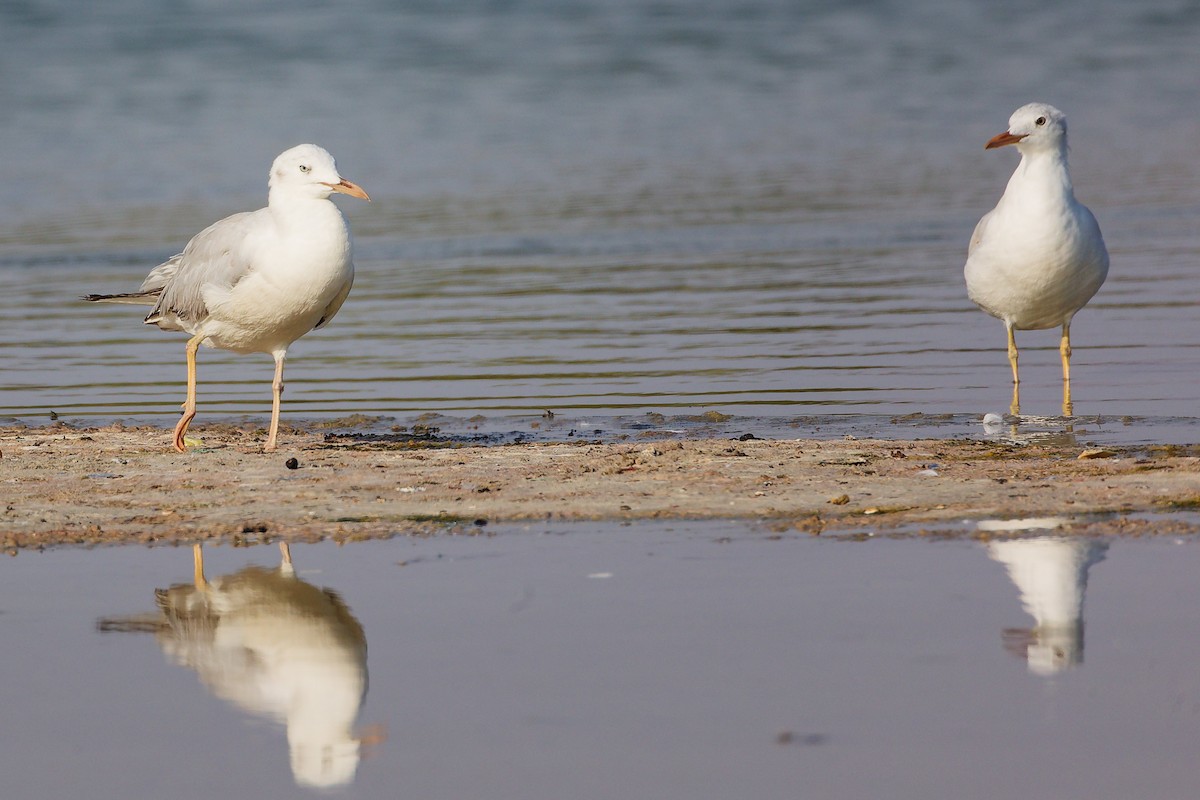 細嘴鷗 - ML645639210