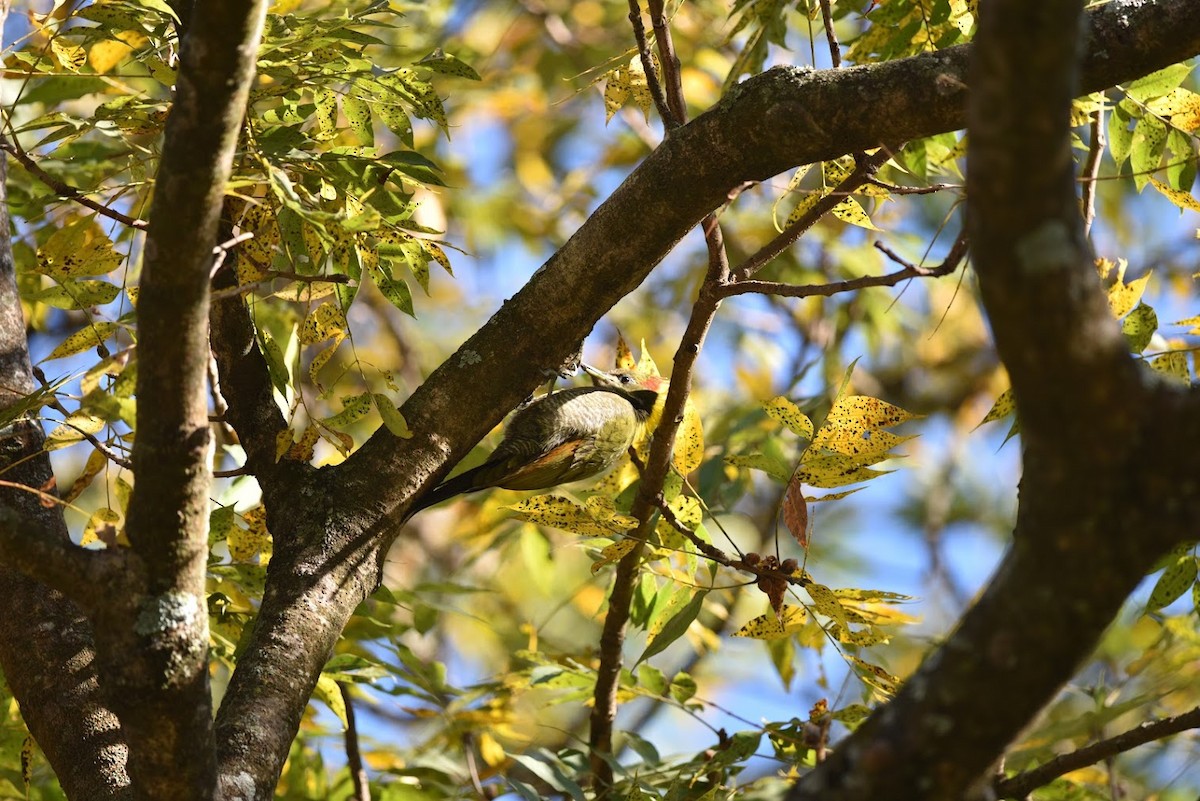 Scaly-bellied Woodpecker - ML645639211