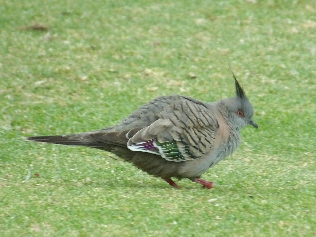 Crested Pigeon - ML645639212