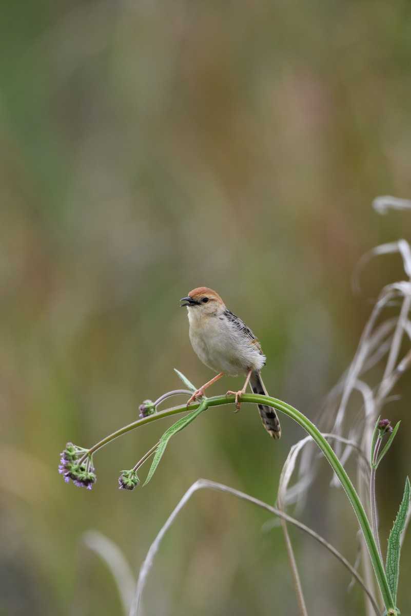 Levaillant's Cisticola - ML645639213