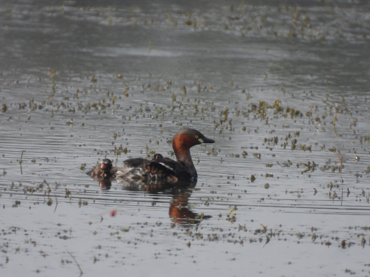 小鸊鷉 - ML645639215