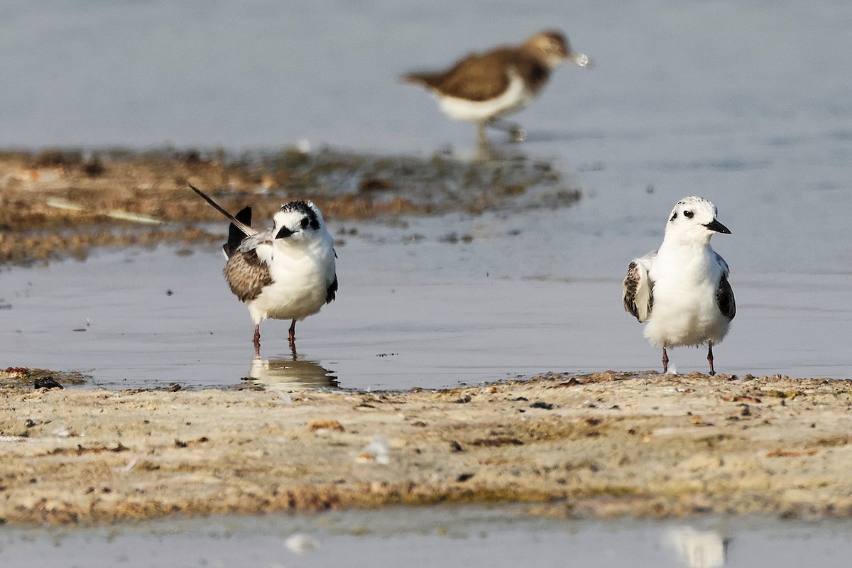 白翅黑燕鷗 - ML645639216