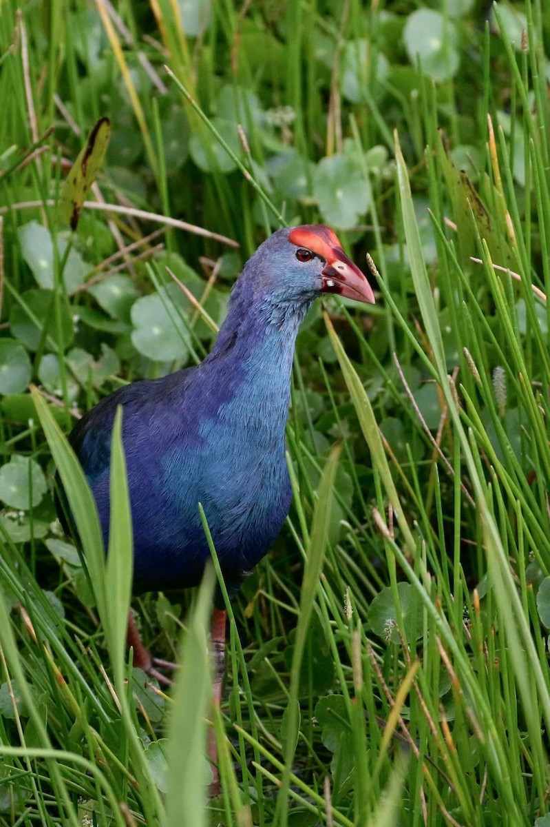 灰頭紫水雞 - ML645639217