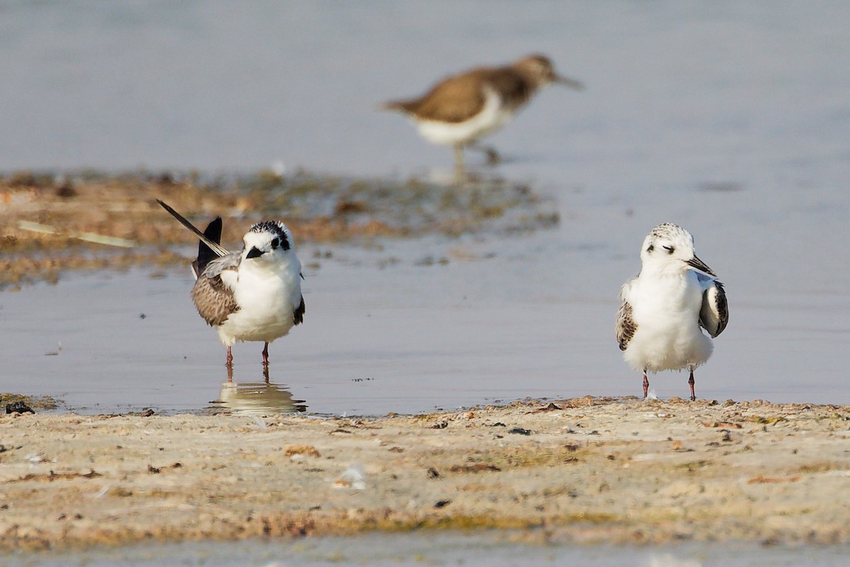 白翅黑燕鷗 - ML645639218