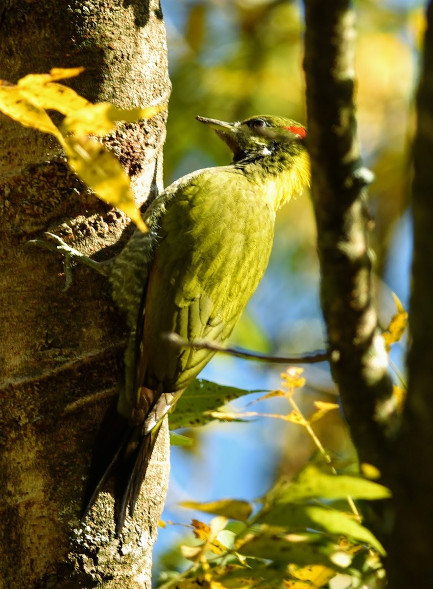 Lesser Yellownape - ML645639228