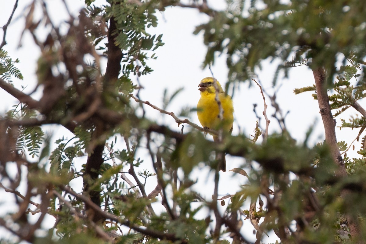 Yellow Canary - ML645639238