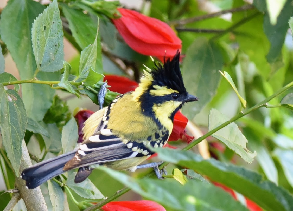Himalayan Black-lored Tit - ML645639242