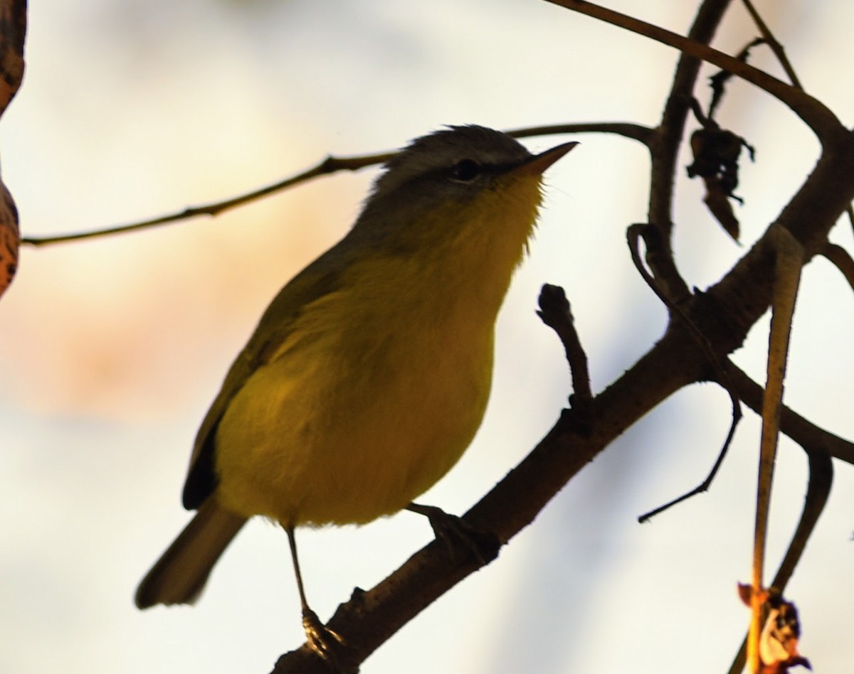 budníček šedohlavý - ML645639244