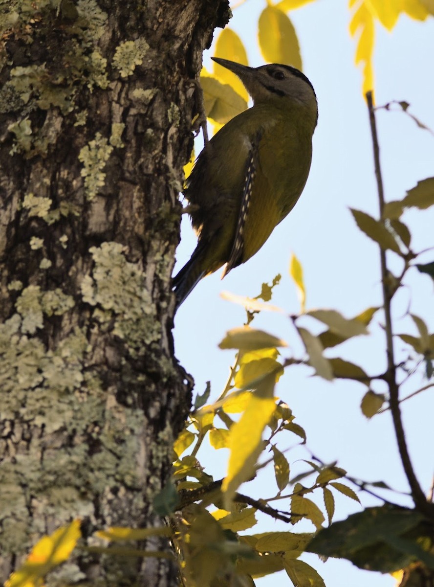 Жовна сива - ML645639257