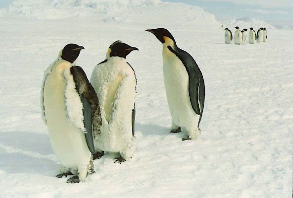 Emperor Penguin - ML645639258