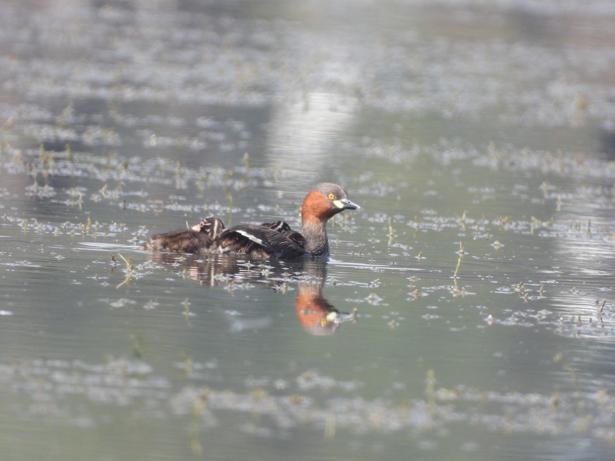 Little Grebe - ML645639264