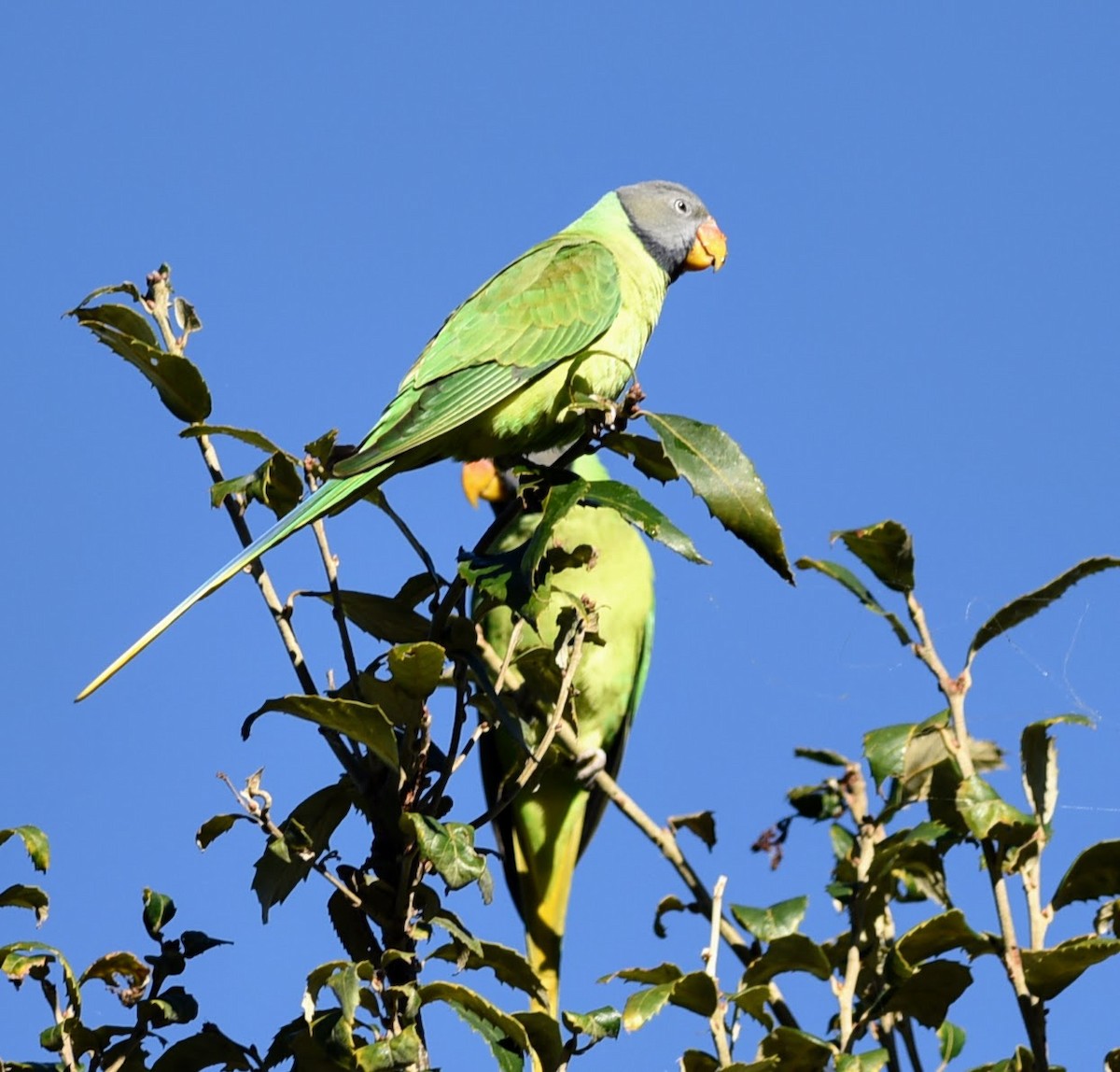 Slaty-headed Parakeet - ML645639272