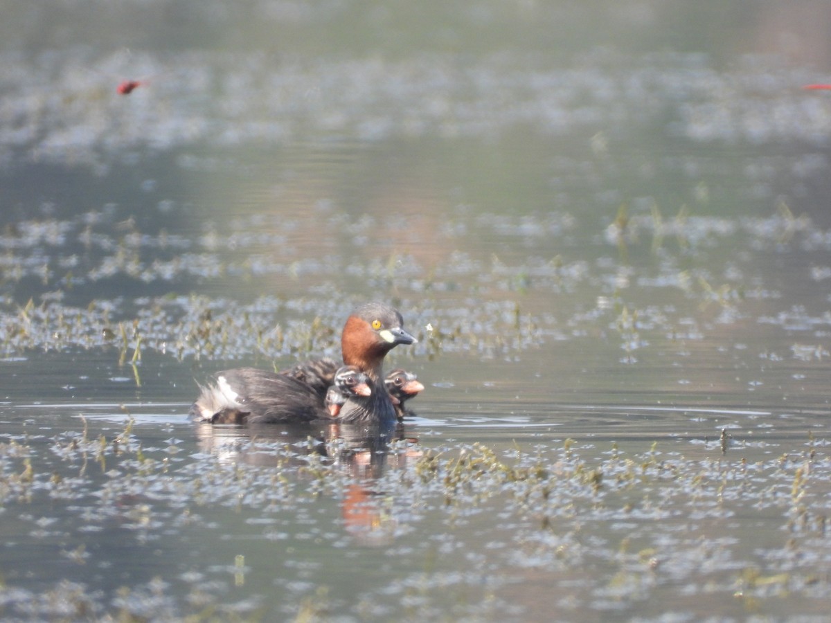 Little Grebe - ML645639276