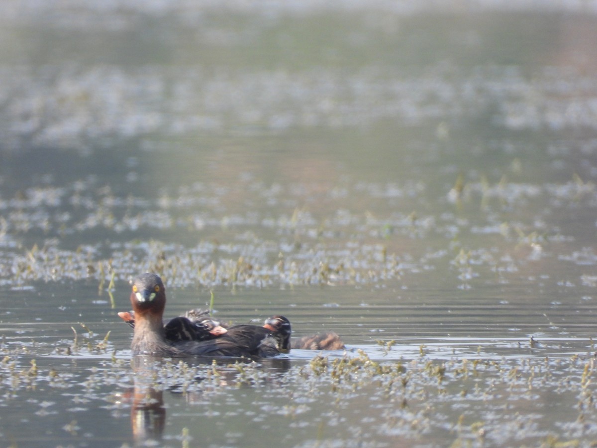 Little Grebe - ML645639279