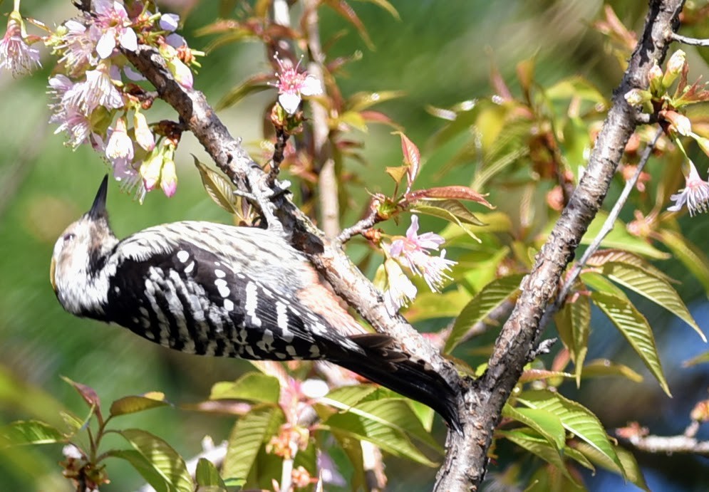 Brown-fronted Woodpecker - ML645639283