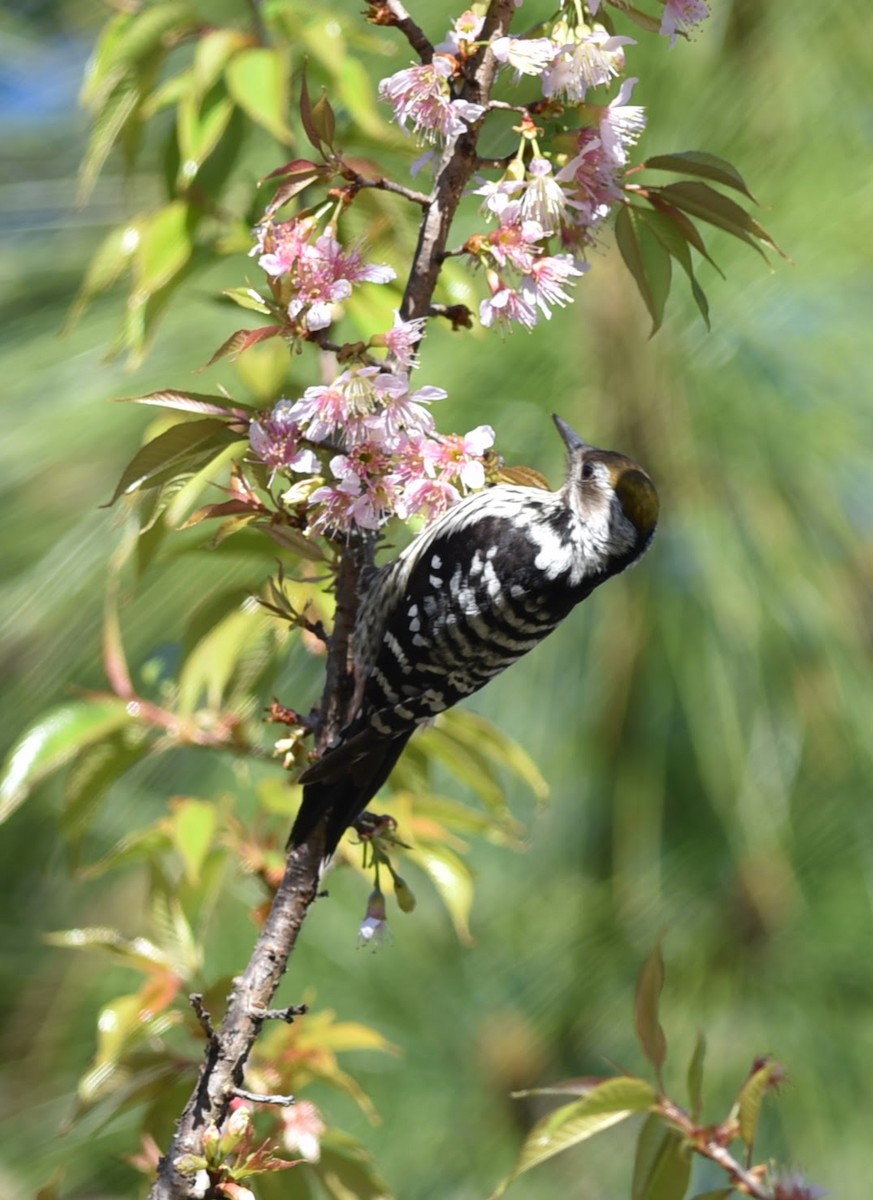 Brown-fronted Woodpecker - ML645639284