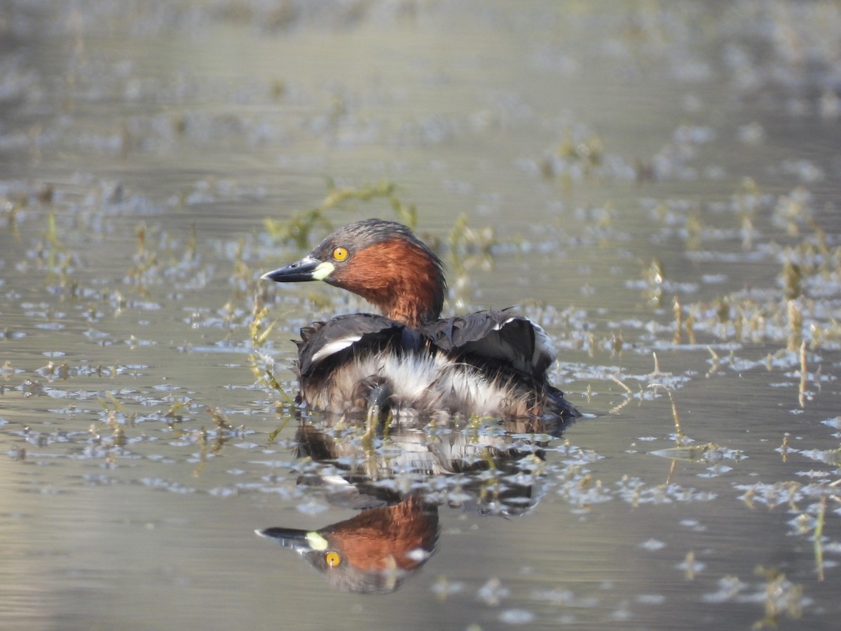 Little Grebe - ML645639287