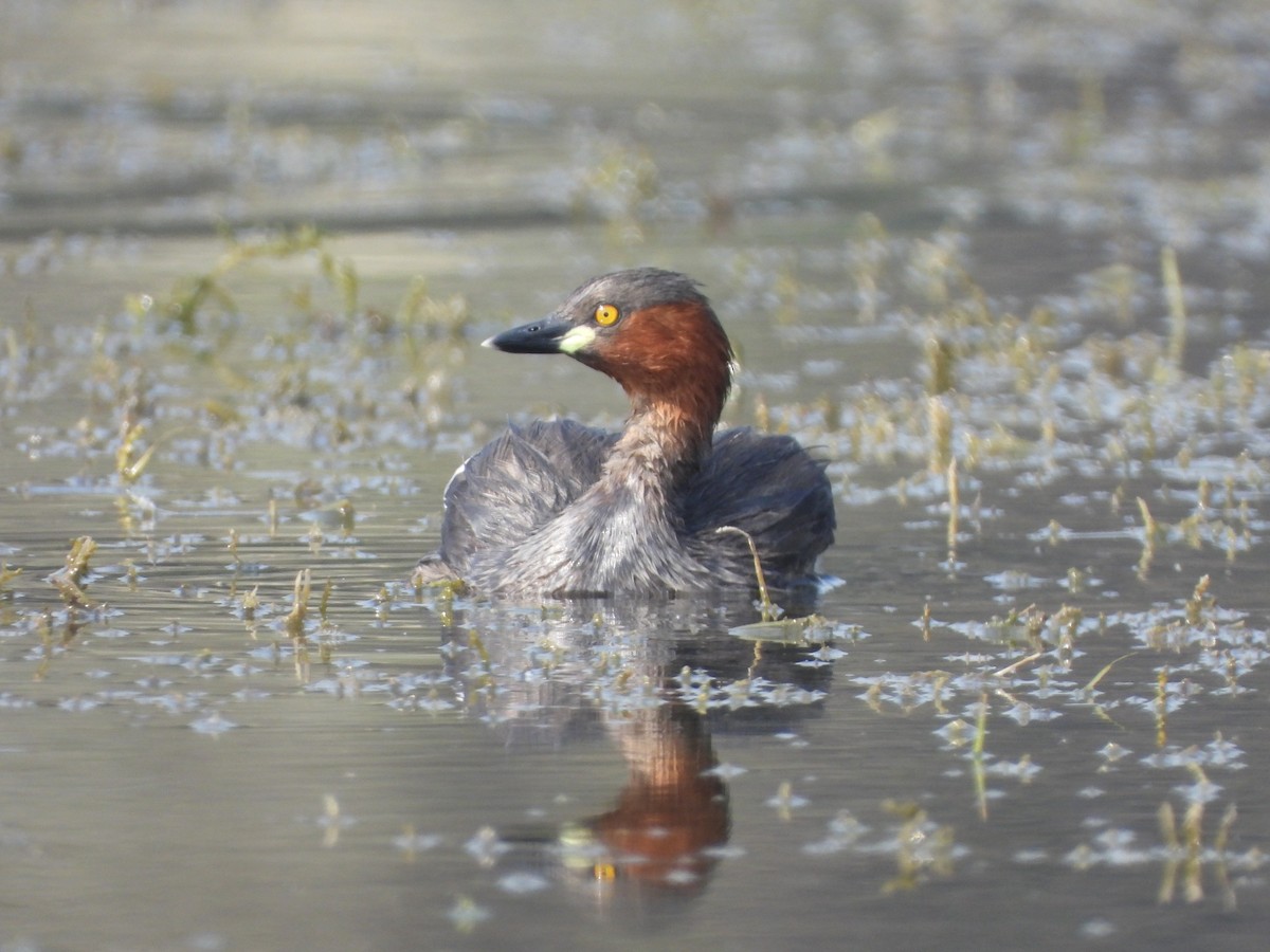 Little Grebe - ML645639295