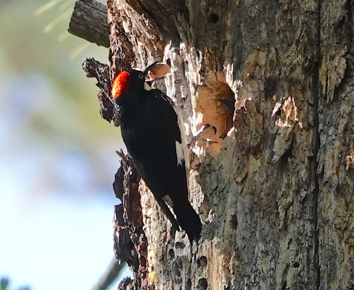 Acorn Woodpecker - ML645639296
