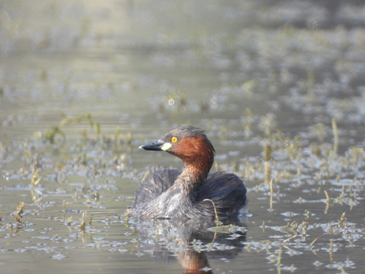 Little Grebe - ML645639298