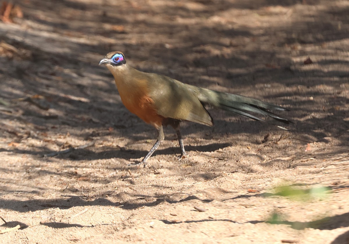 Giant Coua - ML645639304