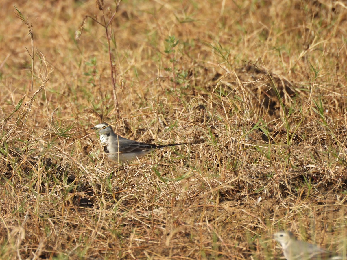 linerle - ML645639307