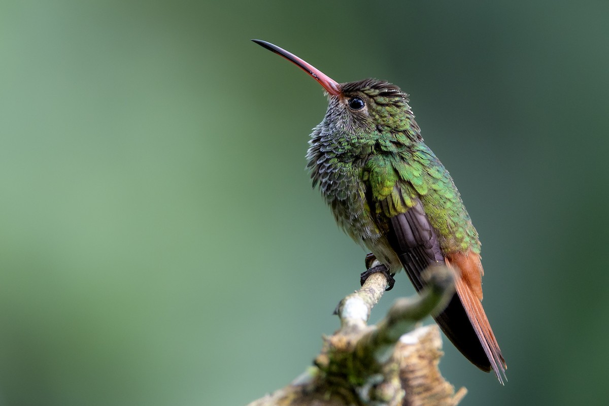 Rufous-tailed Hummingbird - ML645639322