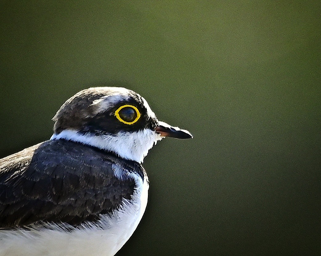 小環頸鴴 - ML645639325