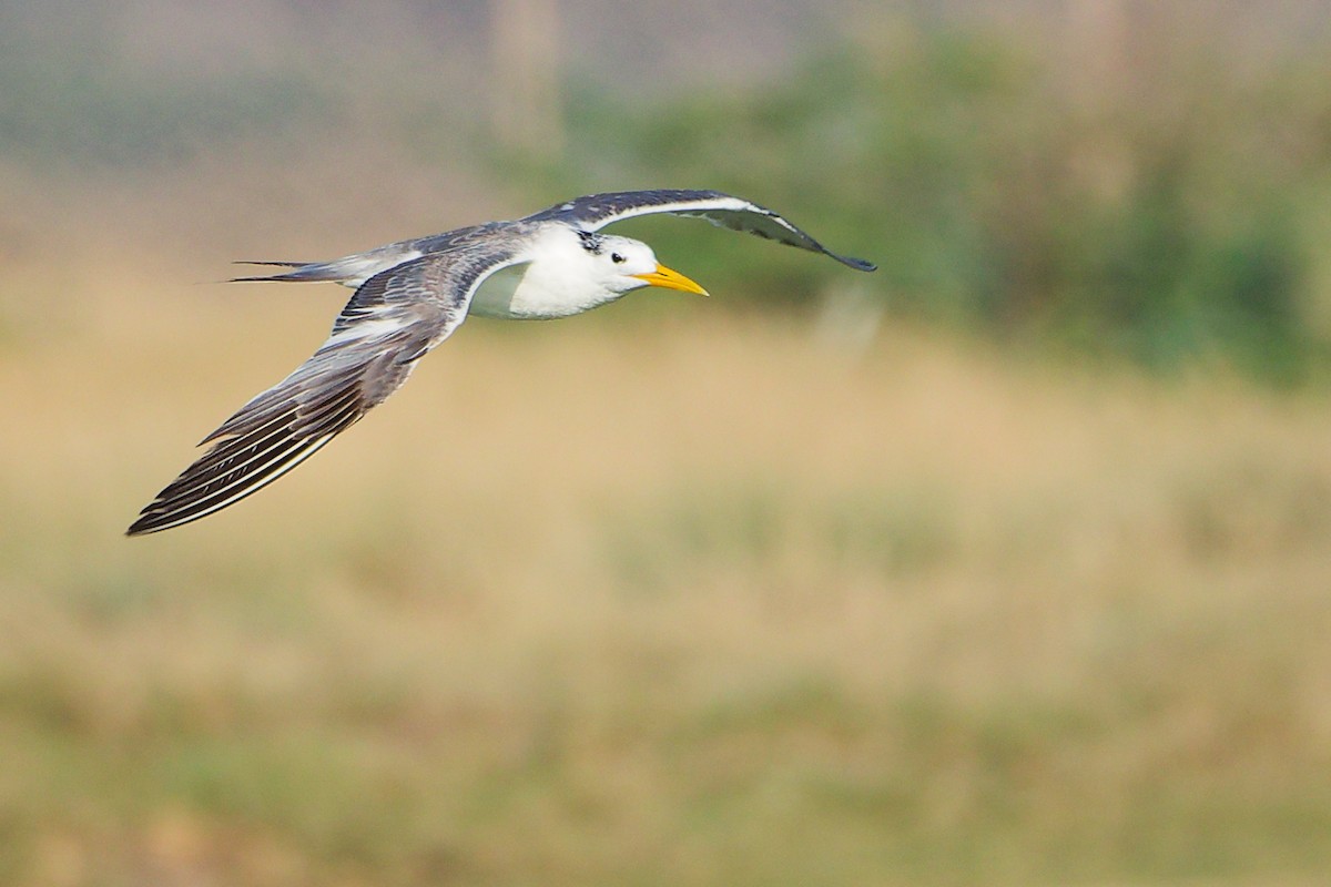 鳳頭燕鷗 - ML645639326