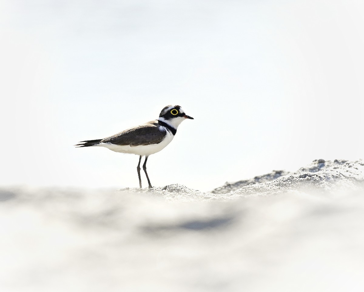 小環頸鴴 - ML645639327