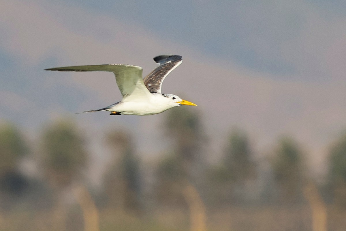 鳳頭燕鷗 - ML645639328