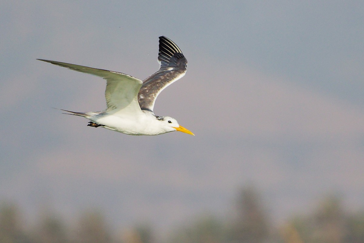 鳳頭燕鷗 - ML645639329