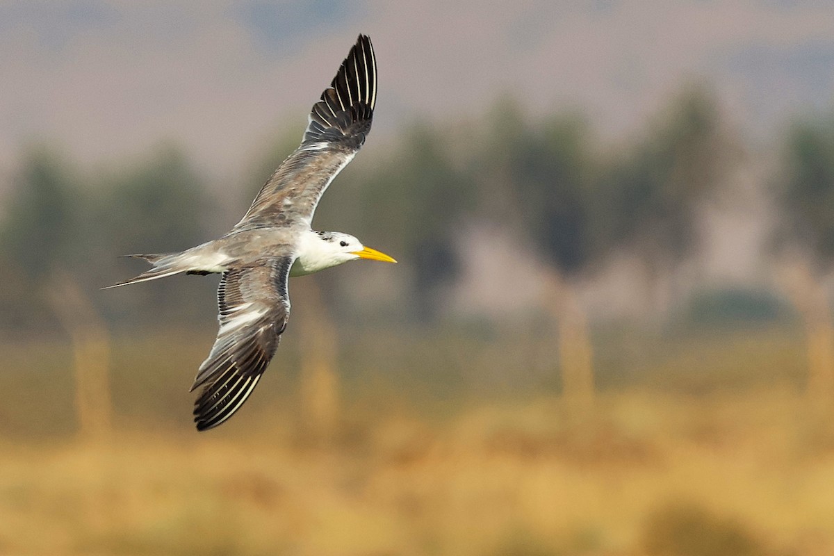 鳳頭燕鷗 - ML645639330