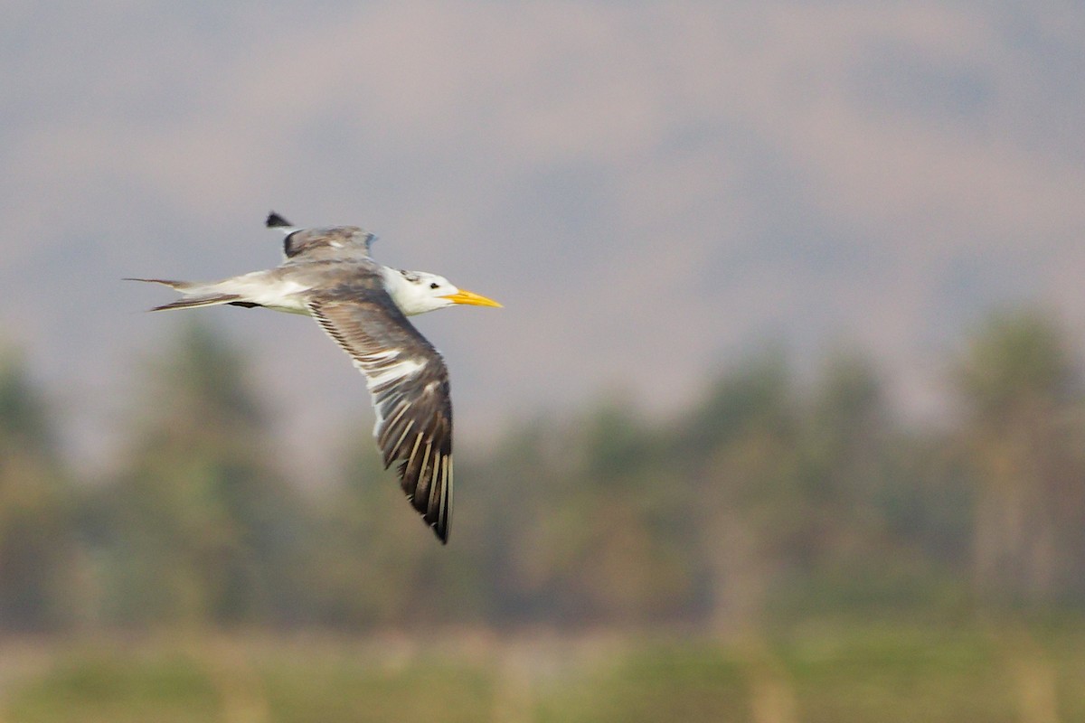 鳳頭燕鷗 - ML645639331