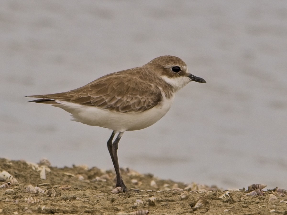 鐵嘴鴴 - ML645639333