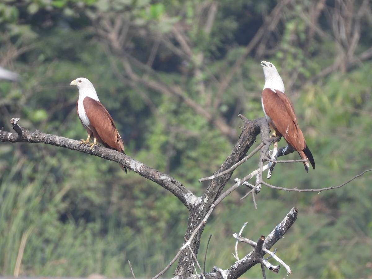 栗鳶 - ML645639334