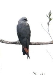 Plumbeous Kite - ML645639335