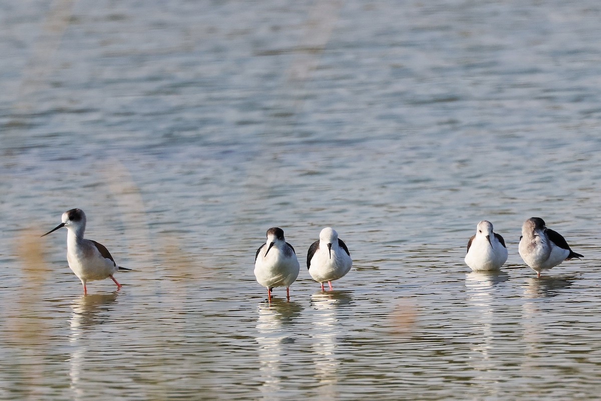 高蹺鴴 - ML645639338