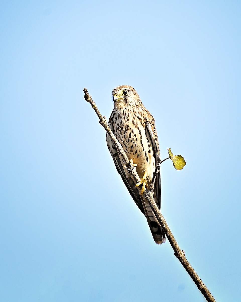 紅隼 - ML645639339