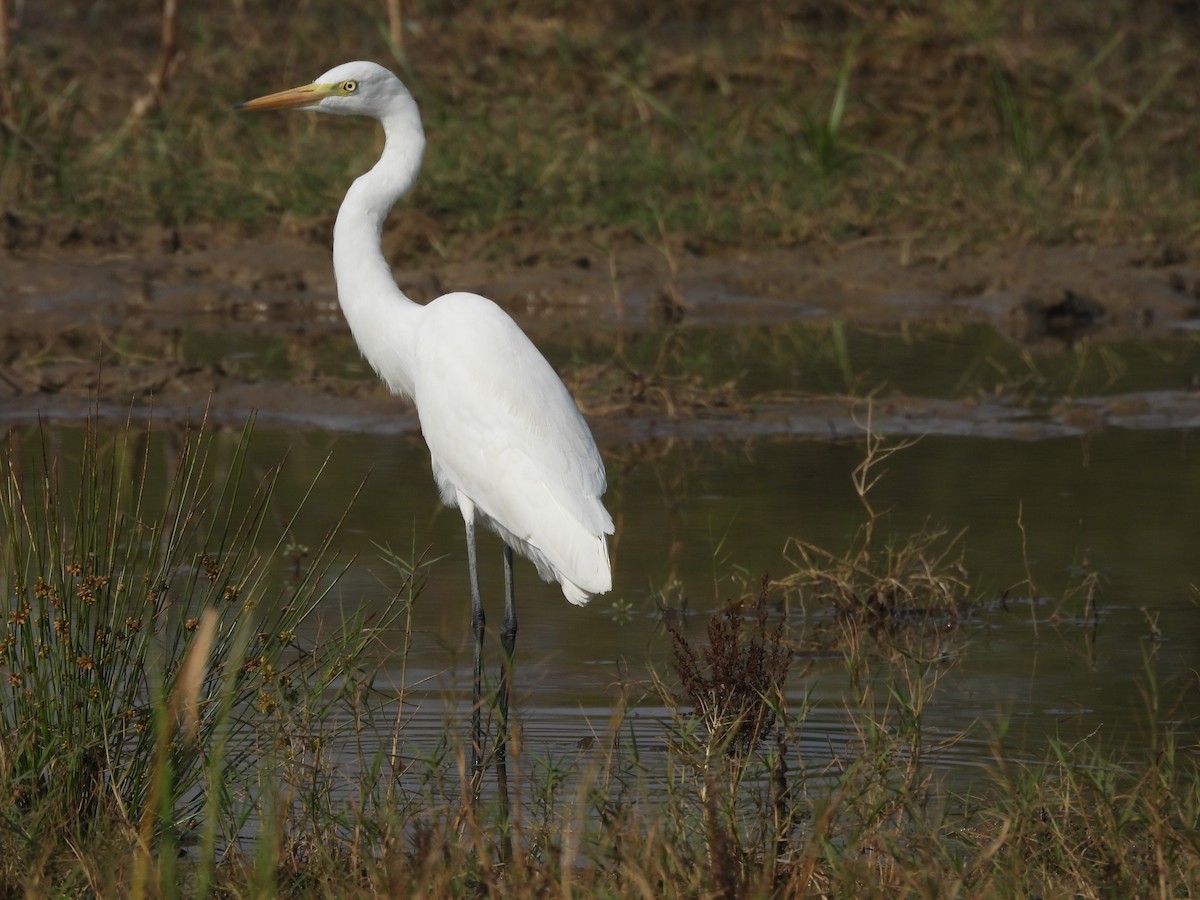 大白鷺 - ML645639341