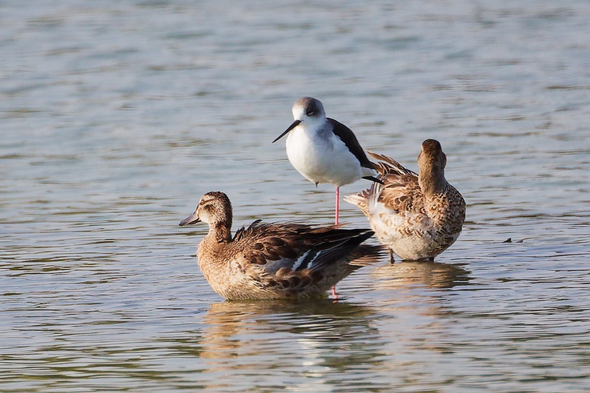 白眉鴨 - ML645639342