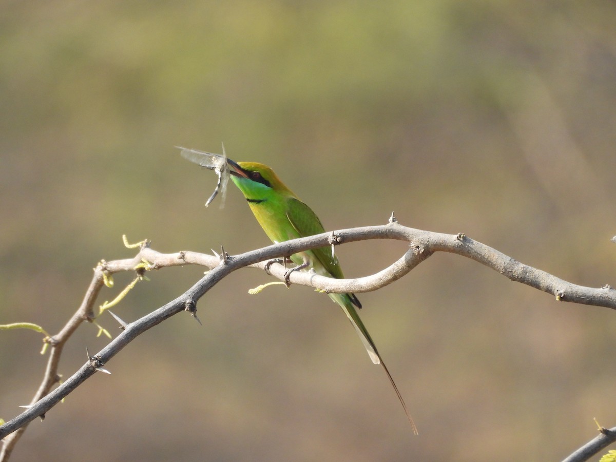 Asian Green Bee-eater - ML645639343