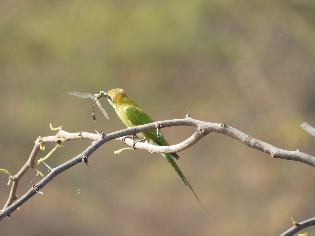 Asian Green Bee-eater - ML645639344